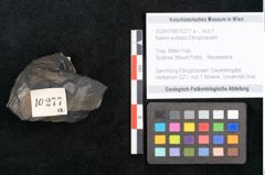 Foto (Objekt + Etikett) von Baiera australis Ettingshausen (NHMW-GEO-2024-0188-10277a)